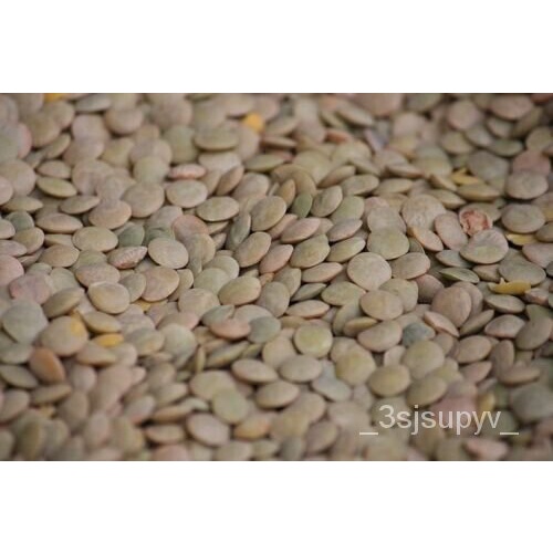 สีเขียว-ผักlentilseed100เลนส์อเมริกัน-ผู้ขาย-culinaris-เมล็ด-ensn