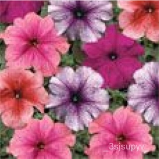  ผสม 50MULTIFLORAseedเมล็ด สดPETUNIA VEINEDชนิด  จัดส่งฟรี UV6X