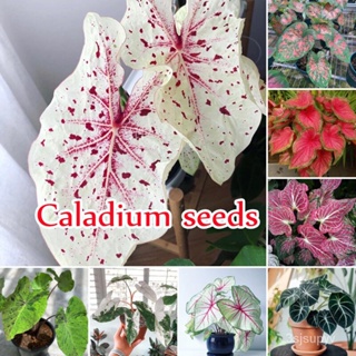 เมล็ดพันธุ์คุณภาพสูงในสต็อกในประเทศไทย100เมล็ด เมล็ดอวบอ้วนรวม Caladium seeds เมล็ดบอนสี บอลสี ต้นไม้ด่าง บอนสีแปลกๆ5บาท