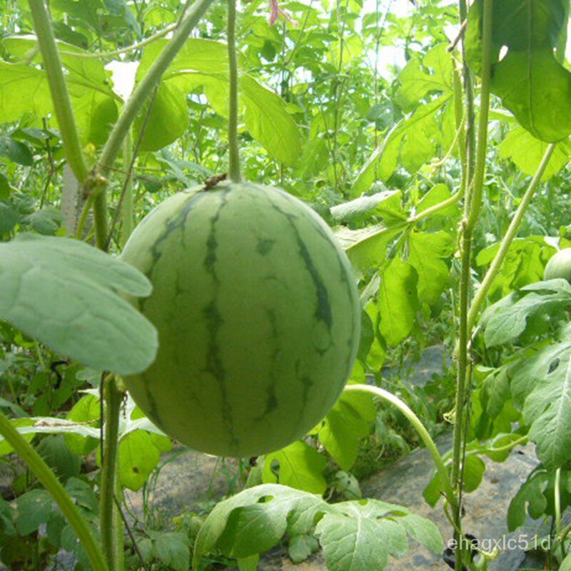 เมล็ด-การ-การโม-super-sweet-watermelon-seeds-20pcs-seeds-for-planting-fruit-งอก-ผัก-ป-งอก-การ