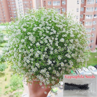 （เมล็ด）จุดประเทศไทย ปลูกการ ปลูกการทั่วไทย ของแท้ 50เมล็ด Gypsophila Seeds บอนสีหา/งอก ผัก ปลูก /งอก การ