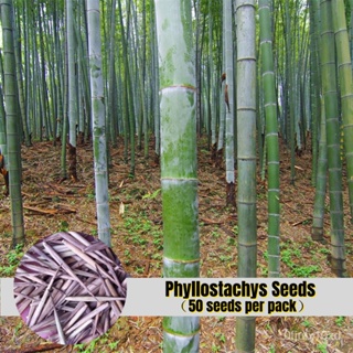 เมล็ด ใหม่็ด ใหม่ดี เพาะเพาะ 50ใหม่็ด/เพาะ Phyllostachys Pubescens Seeds for Planting ใหม่เพาะไม้ เพาะไม้จิ๋