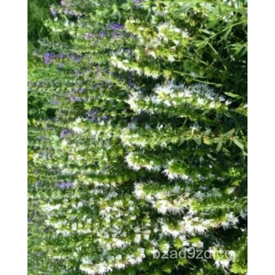 เมล็ด-herb-hyssop-white-5g-ถึง250g-เมล็ดขายส่ง-uk-seller-บาท