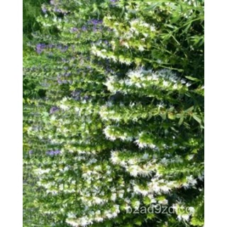 เมล็ด Herb-Hyssop,White-5G ถึง250G-เมล็ดขายส่ง-UK Seller บาท