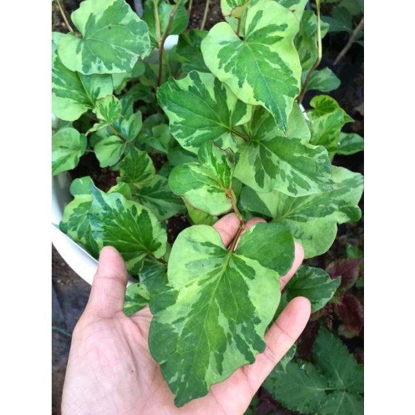 คาวพลูด่าง-สายพันธ์นำเข้าจากประเทศฮอลแลนด์houttuynia-cordata