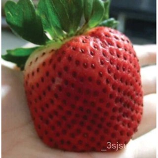 ชนิดspp |สตรอเบอร์รี่เมล็ดที่ใหญ่ที่สุด   |15ยักษ์Fragaria ! สตรอเบอร์รี่ seed ไม้ยืนต้น| 2MCM