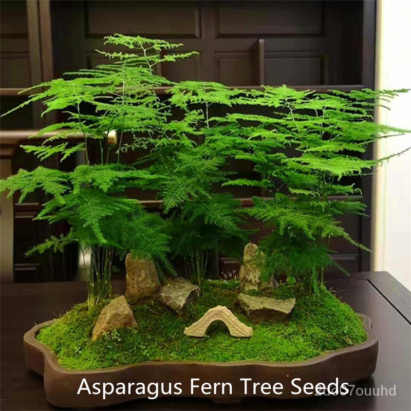 เมล็ด ถูก็ด [Fast Germination] ถูกเพาะ ถูกเพาะทั่วไทย ของแท้ 100 50Pcs Asparagus Fern Tree