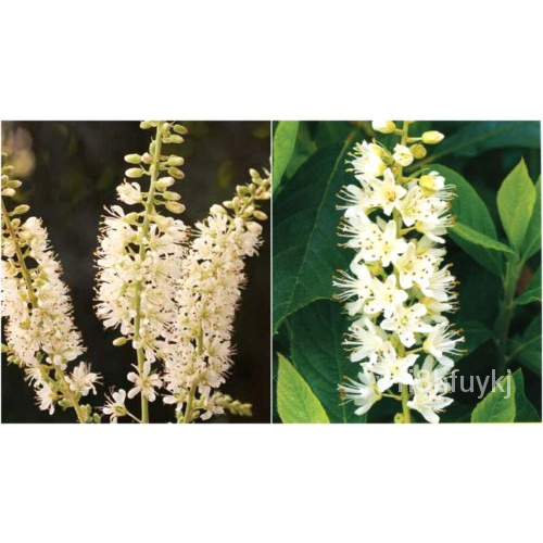 เมล็ด 30 Vanilla Spice Sweet pepperbush SEED(clethra alnifolia Vanilla