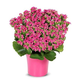 เมล็ด ใหม่็ด 30 ใหม่ Bonsai Seeds ใหม่็ด กุหลาบหินเพาะซ้อน ไม้อวบน้ำ กุหลาบหิน Kalanchoe blossfeldiana Seed  ผั