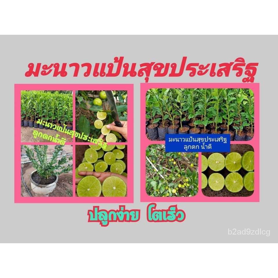 อินทรีย์็ด-ใหม่็ด-ขายบาทใหม่มะนาวแป้นสุขประเสริฐบาทละ-85-บาทเปลือกบางน้ำเยอะใหม่็ดน้อยทนโรคบาทดีครับใหม่บาททุก