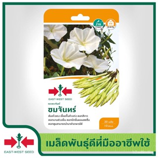 อินทรีย์็ด อินทรีย์็ด East-West Seed อินทรีย์บาทพระจันทร์ (Moonflower seeds)  ชมจันทร์ อินทรีย์อินทรีย์ อินทรีย์ ผั