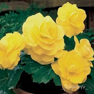 flowers 25 50  เมล็ดบ็อกโกเนีย-ขายสีเหลือง -พับเม็ด- 224B