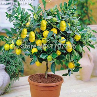 Lemon Tree Seeds High survival Rate Fruit Seeds For Home Gatden balcony Bonsai - 5 pcs / lotseed VRGV