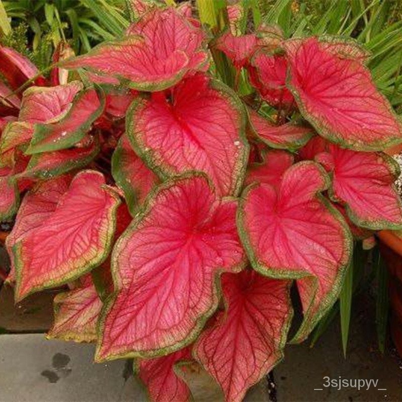 เมล็ดพันธุ์คุณภาพสูงในสต็อกในประเทศไทย100เมล็ด-เมล็ดอวบอ้วนรวม-caladium-seeds-เมล็ดบอนสี-บอลสี-ต้นไม้ด่าง-บอนสีแปลกๆ5บาท