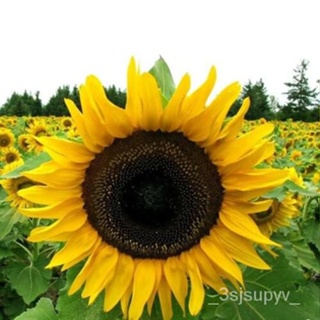 ผู้ขาย25เม็ดannuusseedแมมมอธ สีเทาHelianthusดอกทานตะวันลายอเมริกาHEIRLOOMเมล็ด  VLOW