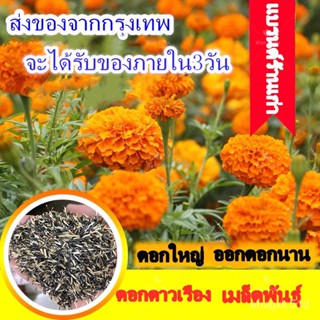 （เมล็ด）การ การดาวเรืองฮันนี่โกลด์ ( Marigold Seeds 100 เมล็ด ) เมล็ด ปลูกการ ปลูก/งอก ปลูก ส/บา การ