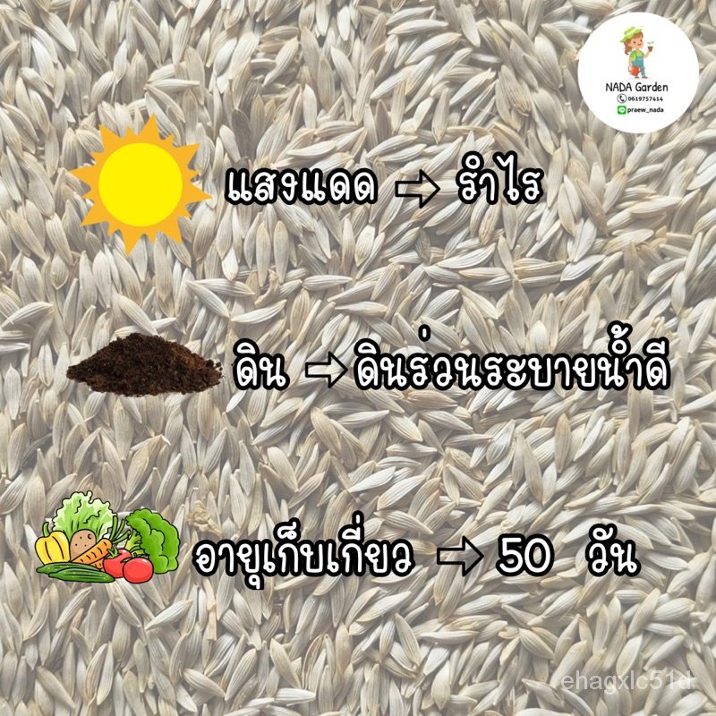 เมล็ด-เมล็ดผักสลัด-ลิตเติ้ลเจ็ม-1-000-เมล็ด-อัตราการงอกสูง-งอก-ปลูก-งอก-เมล็ด-งอก-การ