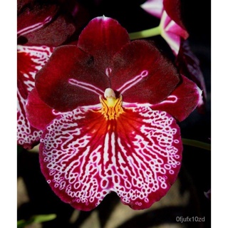 เมล็ด ใหม่็ด 30 ใหม่ ใหม่็ดกล้วยไม้ กล้วยไม้มิลโทนอปซิส (Miltonopsis Orchids) Orchid flower seeds อัตราก เพาะ