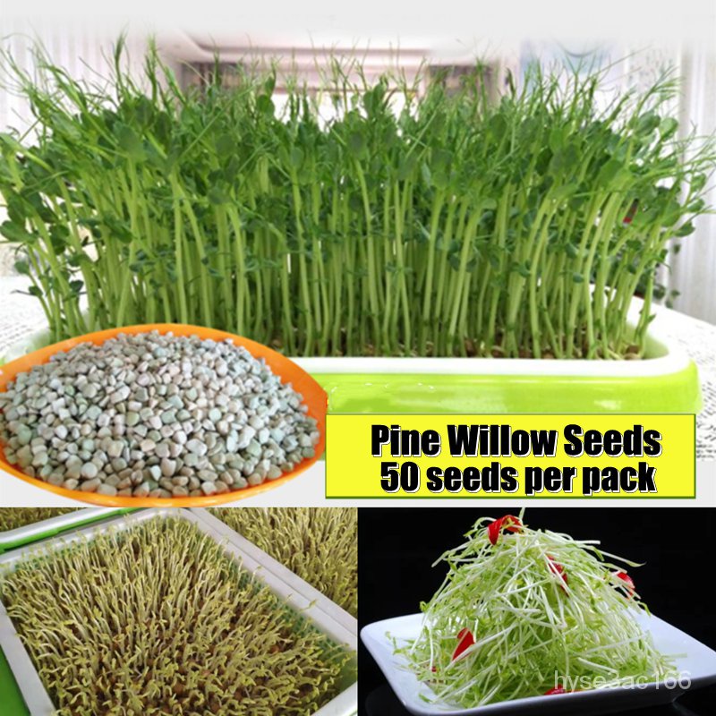 เมล็ด เพาะ การันตีอัตราใหม่ Microgreens Pine Willow Vegetable Seeds for ...