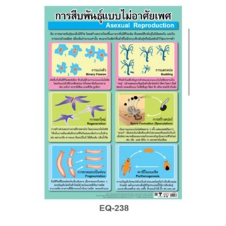 การสืบพันธุ์แบบไม่อาศัยเพศ  EQ 238 โปสเตอร์สื่อการสอน หุ้มพลาสติก ขนาด 50 * 70 cm