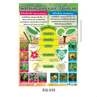 พืชใบเลี้ยงเดี่ยวและใบเลี้ยงคู่ EQ 335 โปสเตอร์สื่อการสอน หุ้มพลาสติก ขนาด 50 * 70 cm