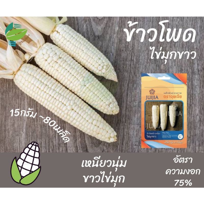 เมล็ด-การข้าวเหนียว-ขาวไข่มุก-งอก-ปลูก-งอก-เมล็ด-งอก-การ