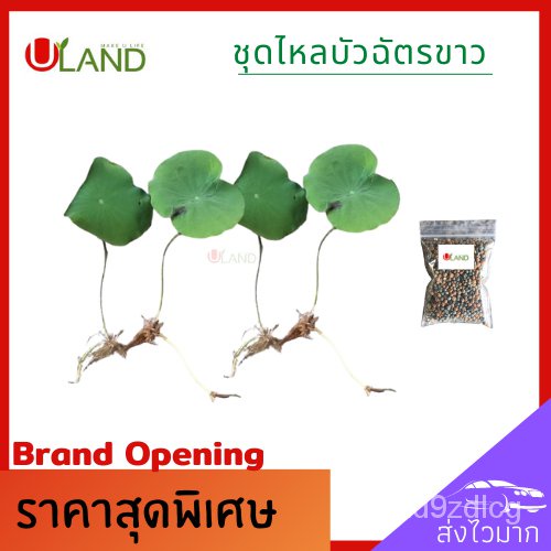 อินทรีย์็ด-ใหม่็ด-uland-ชุดไหลบัวฉัตรขาว-4-ไหล-บาทฟรีปุ๋ยบัว-ปุ๋ยบัว-ไหลบัว-บัวฉัตรขาว-หลดบัว-บัวฉัตร-บัวหลวง-ดอ-ผักบุ้