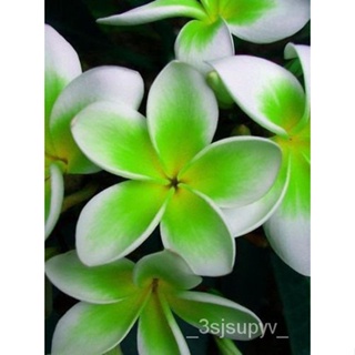 Leiดอกไม้ฮาวายยืนต้น5 Plumeria สีเขียว สีขาว207gardening  ดอกไม้ เมล็ดพืช YCZL