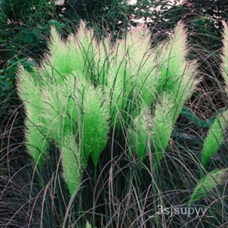 สีเขียวไม่แปลกใจ200เมล็ดพืชเมล็ดหญ้าหายากgardeningPampas ดอกไม้ธรรมดา HBNR