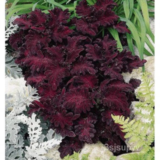 เมล็ดดอกไม้ไม่ใช่จีเอ็มโอ,,seedสีดำสด,COLEUSมังกรอินทรีย์ 7ZXB