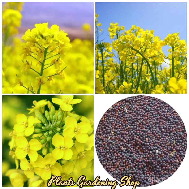 เมล็ด-การ-คาโนลา-canola-rapeflowers-brassica-campestris-flower-seeds-200-เมล็ด-garden-diy-pla-งอก-การ