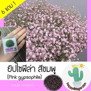 มะระ ยิปโซฟิล่า [สีชมพู] Pink gypsophila/งอก มะระ