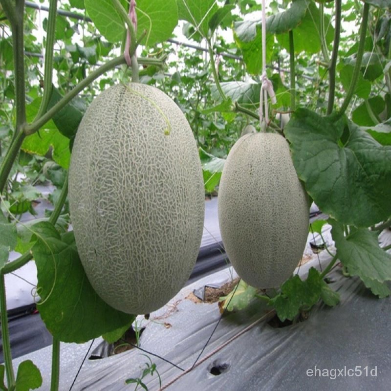 เมล็ด-30เมล็ด-hami-melon-seeds-บอนสีหายาก-การผัก-การไม้ตกแต่ง-ไม้การ-การไม้จริง-บ-งอก-ผัก-ป-งอก-ผั