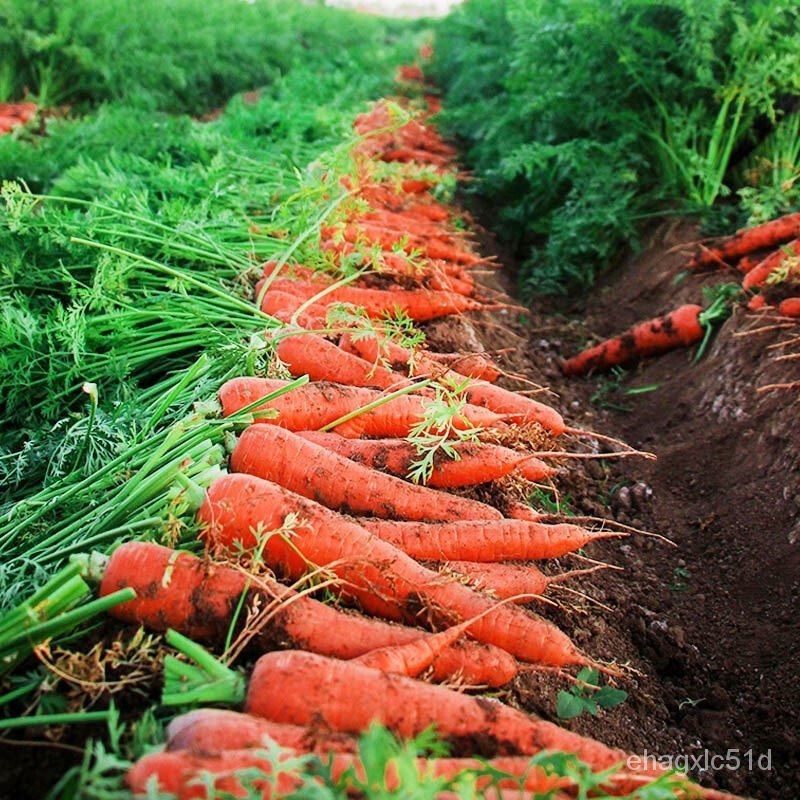 เมล็ด-ขายการ-100-การ-แครอท-carrot-seeds-vegetables-seeds-คุณค่าทา-งอก-ปลูก-งอก-การ