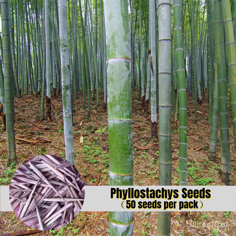 เมล็ด-ใหม่็ด-ใหม่ดี-เพาะเพาะ-50ใหม่็ด-เพาะ-phyllostachys-pubescens-seeds-for-planting-ใหม่เพาะไม้-เพาะไม้จิ๋