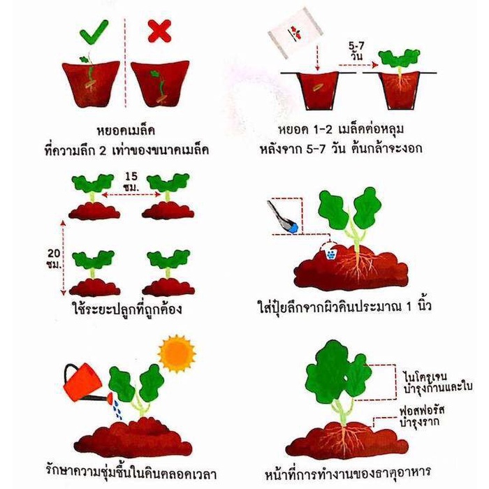 เมล็ด-เพาะ-sorndaeng-ใหม่เพาะ-ศรแดง-s003-เพาะ-บางบัวทอง-35-east-west-seed-kale-seeds-ใหม่ใหม่-ใหม่-ผ-ถู-ผักบุ