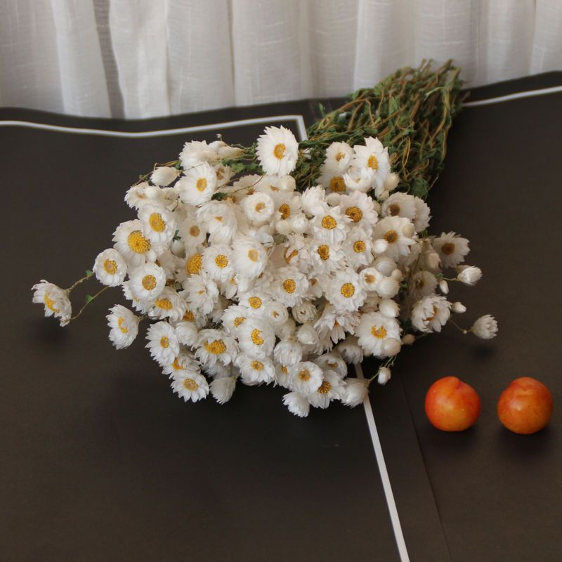 ยูนนานดอกไม้แห้ง-rudan-bird-chamomile-small-fresh-study-room-decoration-nordic-style-home-decoration-natural-real-flo