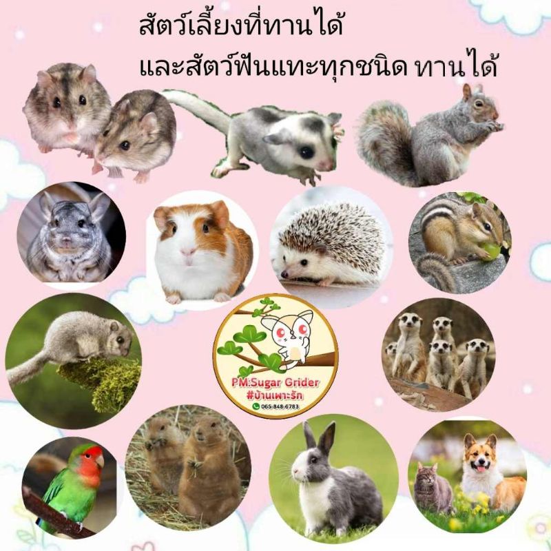 ขนมแฮมส์เตอร์-ขนมชูก้า-อาหารแฮมส์เตอร์-ขนมสัตว์เลี้ยง-ห่อละ5บาท