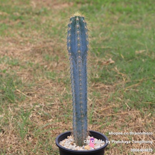 Pilosocereus pachycladus ตอฟ้า สูง 31 cm ไม้เพาะเมล็ด ไม้ชุด 28 สิงหาคม 66