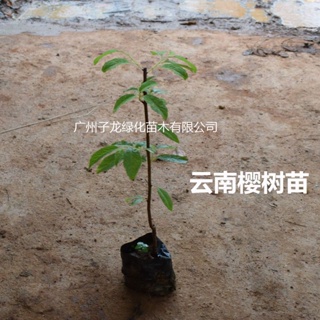 ต้นกล้าซากุระพืชสีเขียวต้นกล้าซากุระภูมิทัศน์ต้นไม้กระถางดอกไม้และพืช