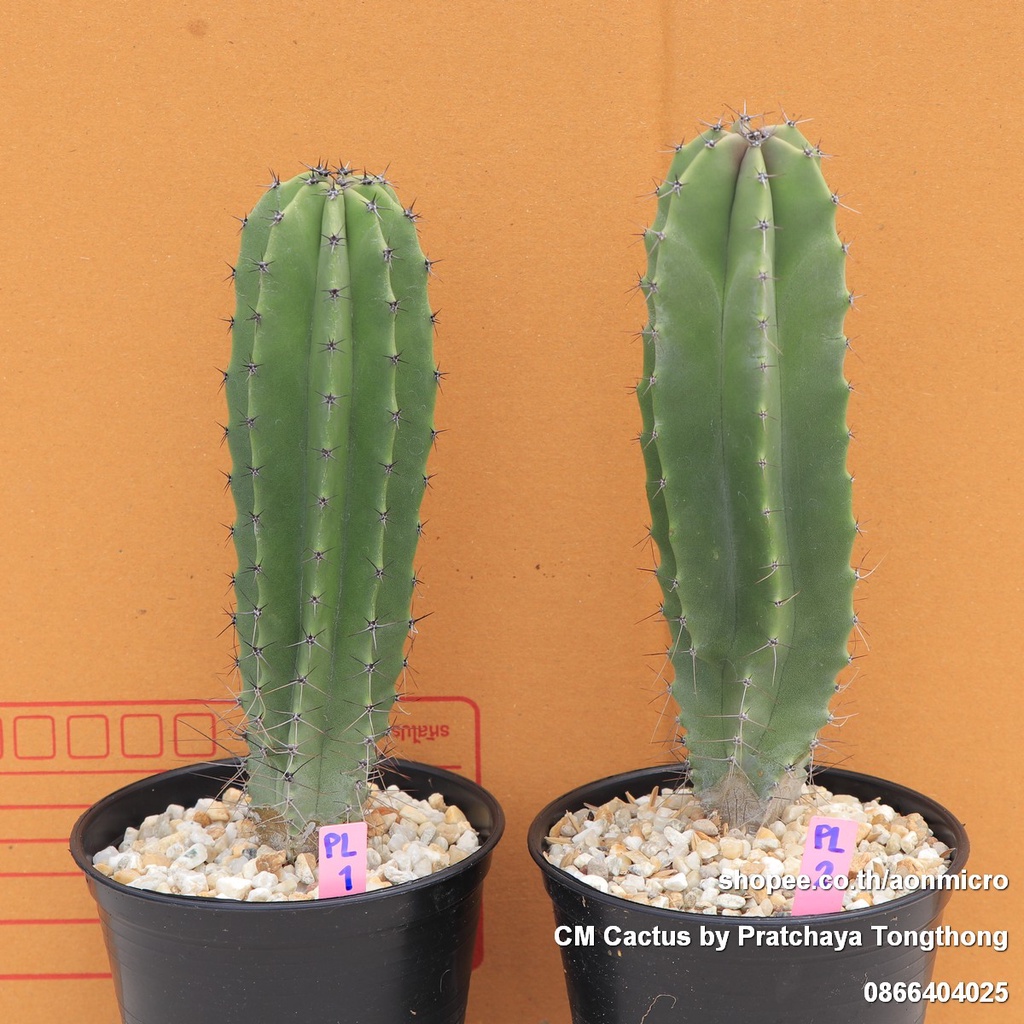 lophocereus-schottii-กระบองเพชร-ไม้ลำหายาก-สูง-17-18-cm-ไม้ชุด-29-สิงหาคม-66