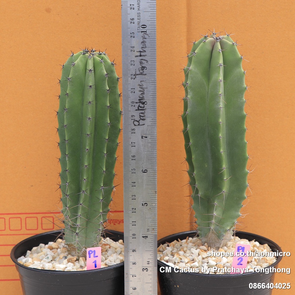 lophocereus-schottii-กระบองเพชร-ไม้ลำหายาก-สูง-17-18-cm-ไม้ชุด-29-สิงหาคม-66