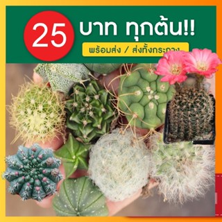 【Ready stock】Succulent plants พืชอวบน้ำ สีชมพู ความงาม สีชมพู สำนักงาน ระเบียง เดสก์ท็อป พืชสีเขียว ทำสวน ดอกไม้ใหม่ ZYB