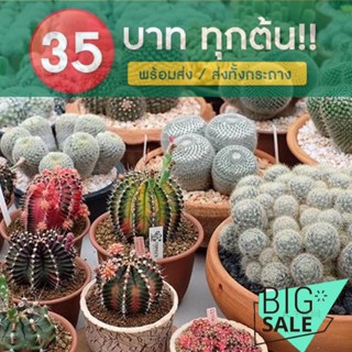 ชุดแพ็คเกจ Cactus Combo สำหรับสามเณรกระถางขนาดเล็กดอกไม้ในร่มพืชอวบน้ำ