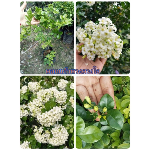 ต้นดอกแก้วพวงดวงใจ ออกดอกทั้งปี ดอกหอมทั้งวัน สูง 40-60 ซม. | Shopee ...