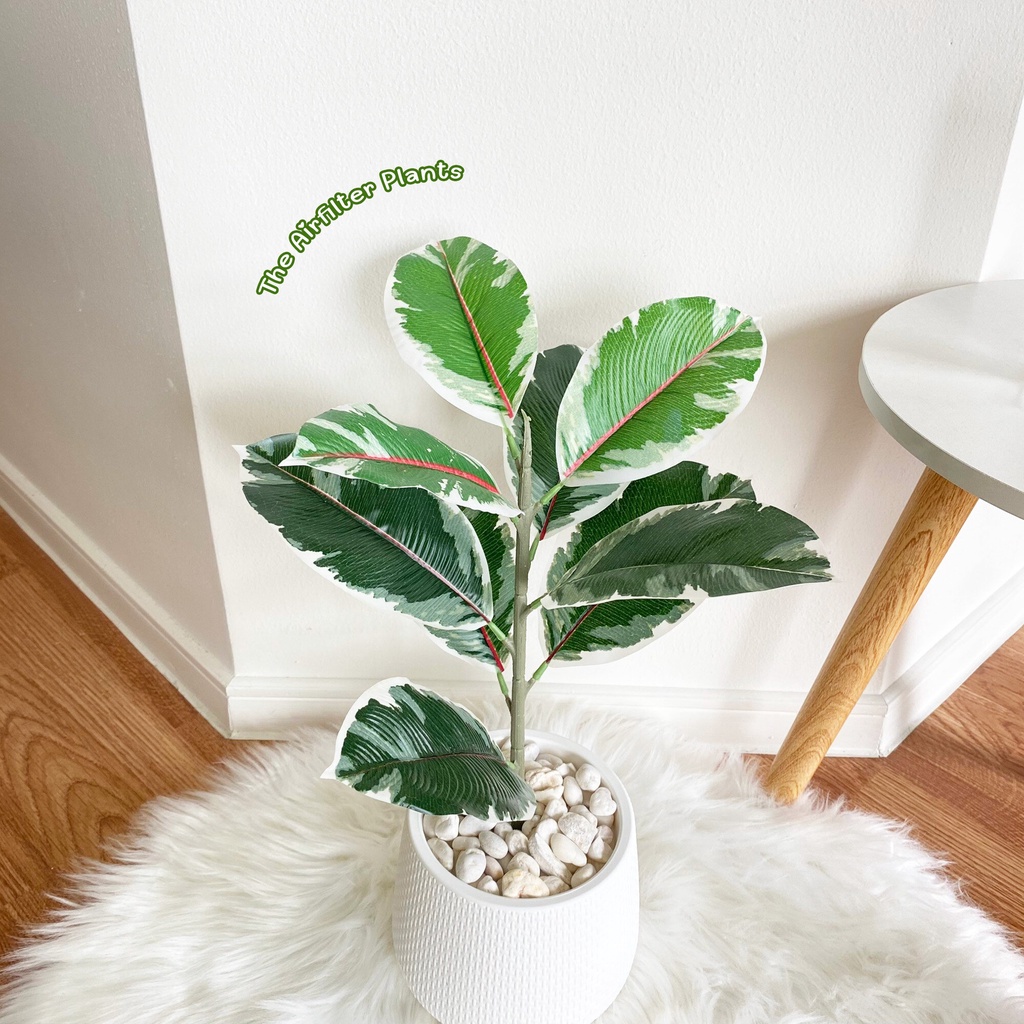 Fake trees for free!! 35-45 cm tall Indian rubber-spotted stone topped ...