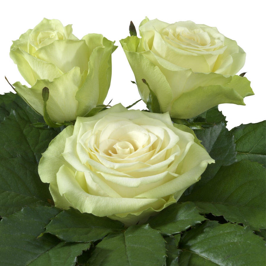 10 เมล็ด กุหลาบ Intermediate Hybrid Tea Rose สายพันธุ์ Totilas สีขาว ...