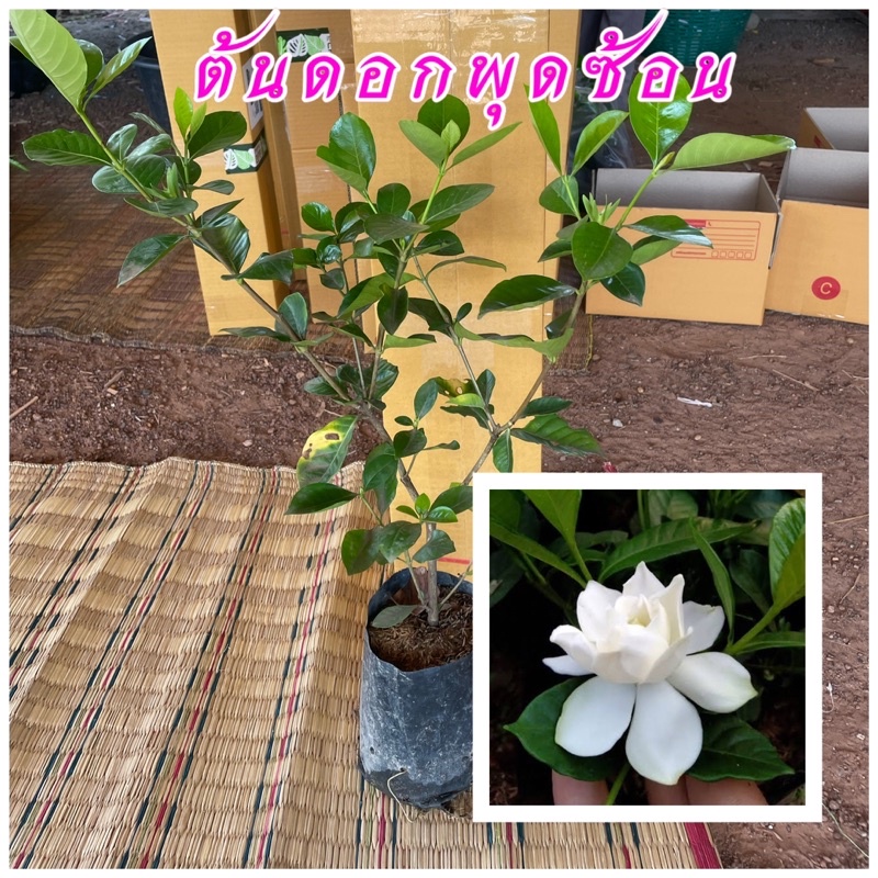 ต้นดอกพุดซ้อน เป็นไม้มงคล ดอกสีขาว ออกดอกทั้งปี ปลูกง่าย | Shopee Thailand