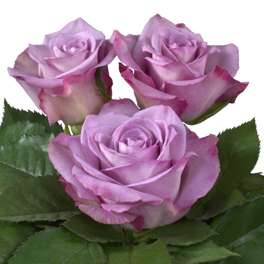 10 เมล็ด กุหลาบ Intermediate Hybrid Tea Rose สายพันธุ์ Thriller สีม่วง ...