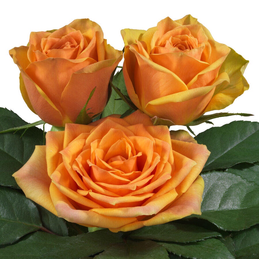 10 เมล็ด กุหลาบ Intermediate Hybrid Tea Rose สายพันธุ์ La Palma สีส้ม ...